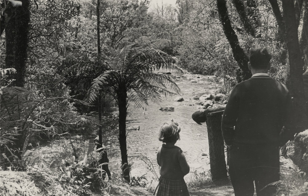 Patea River behind Rhodendron Dell