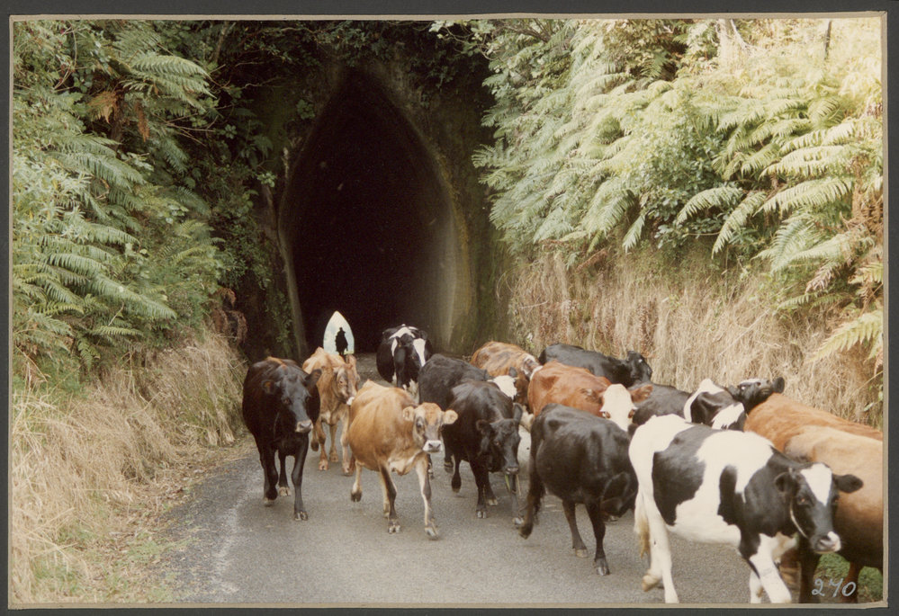 Stock through Matau Tunnel 