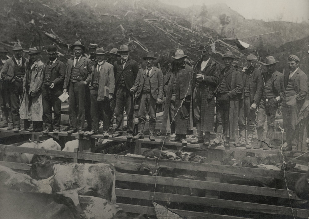 Cattle sale, Whangamōmona