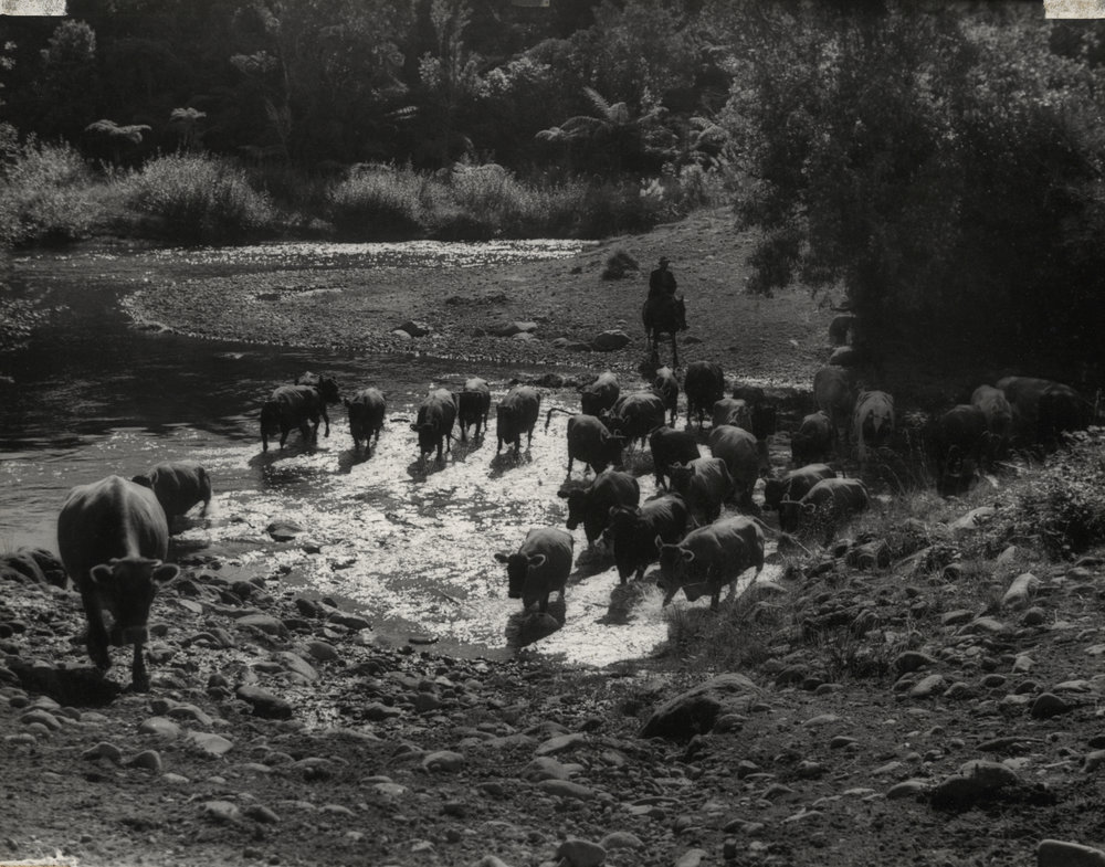 Cattle ford the Patea River 