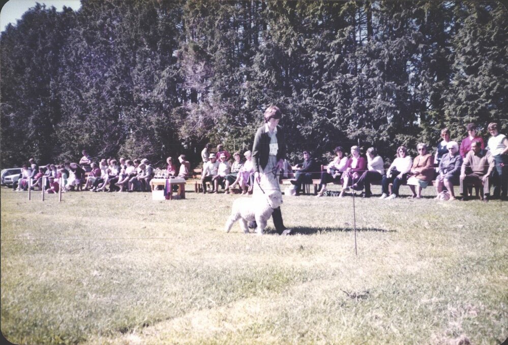 Stanley School - Calf Day - November 1984
