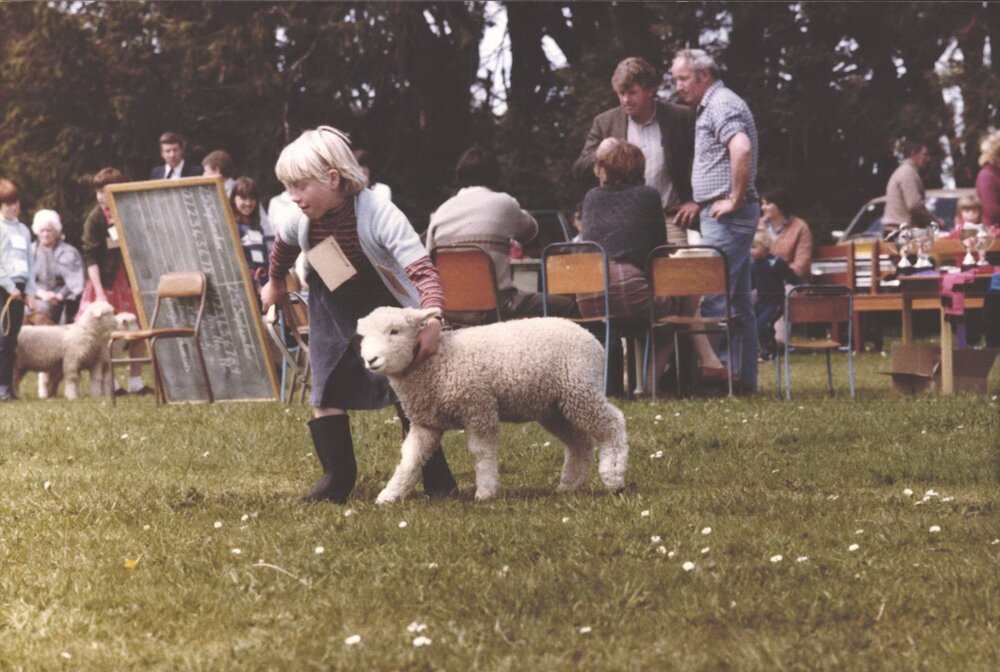 Stanley School - Calf Day - November 1984