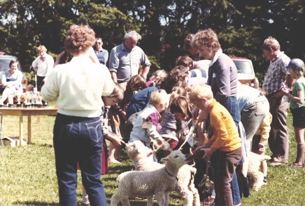 Stanley School - Calf Day - November 1984