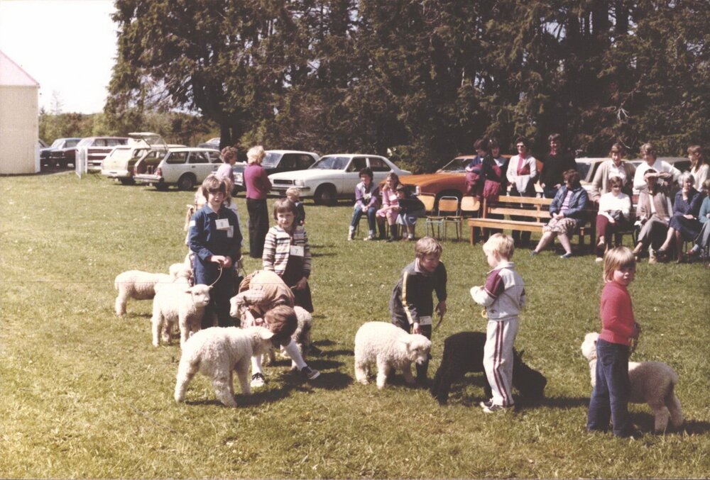 Stanley School - Calf Day - November 1984