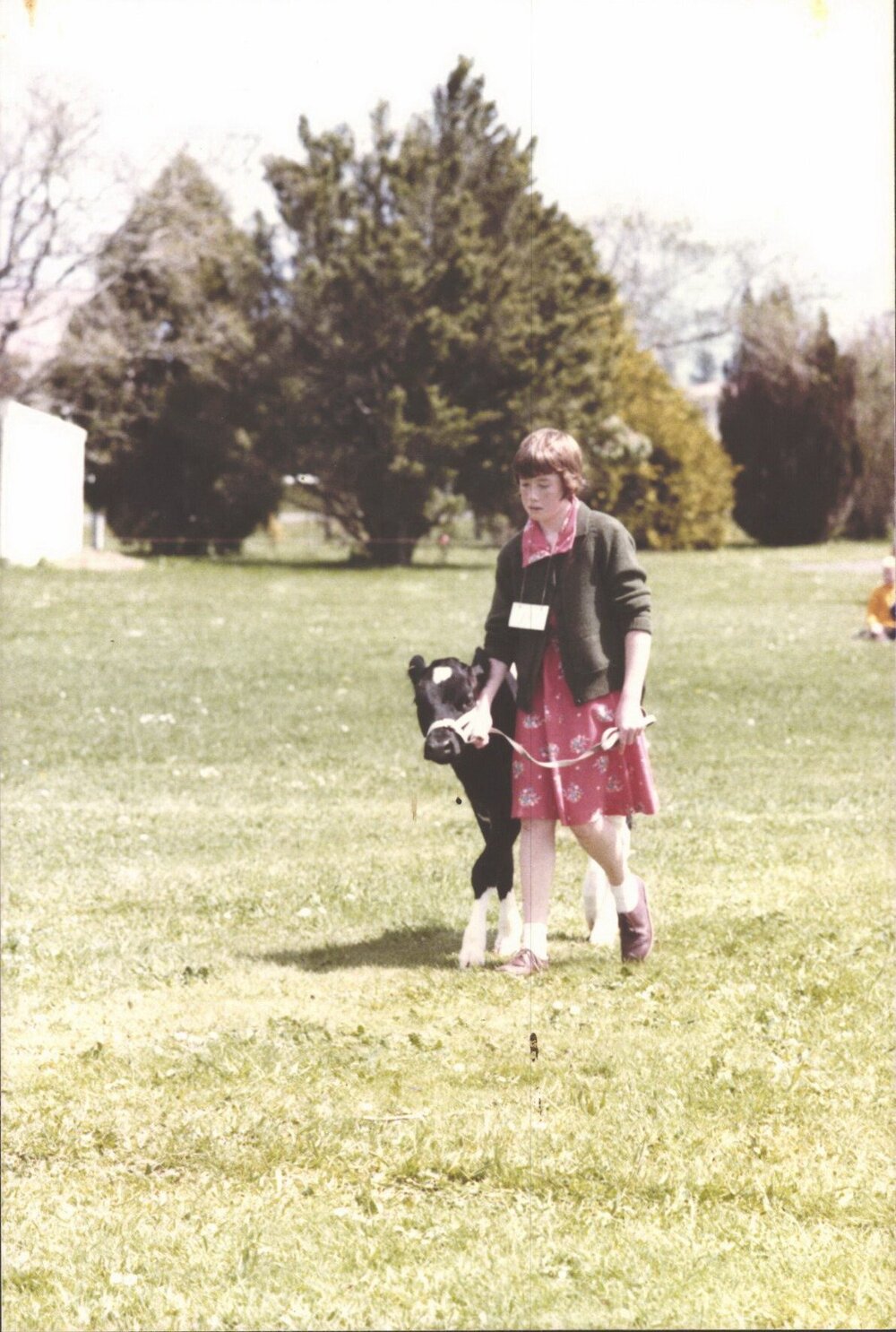 Stanley School - Calf Day - November 1984