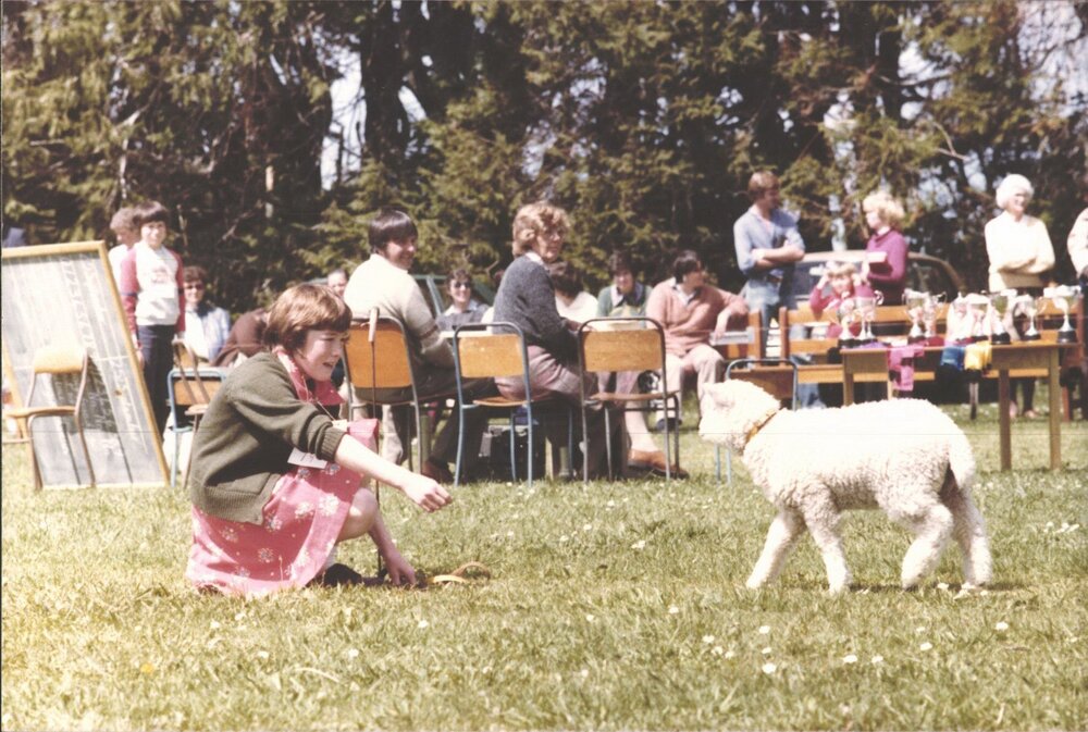 Stanley School - Calf Day - November 1984