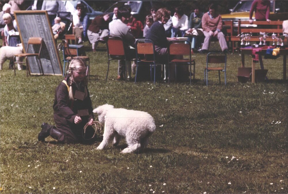 Stanley School - Calf Day - November 1984