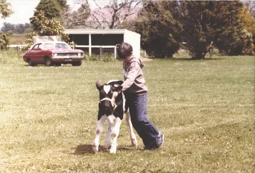 Stanley School - Calf Day - November 1984