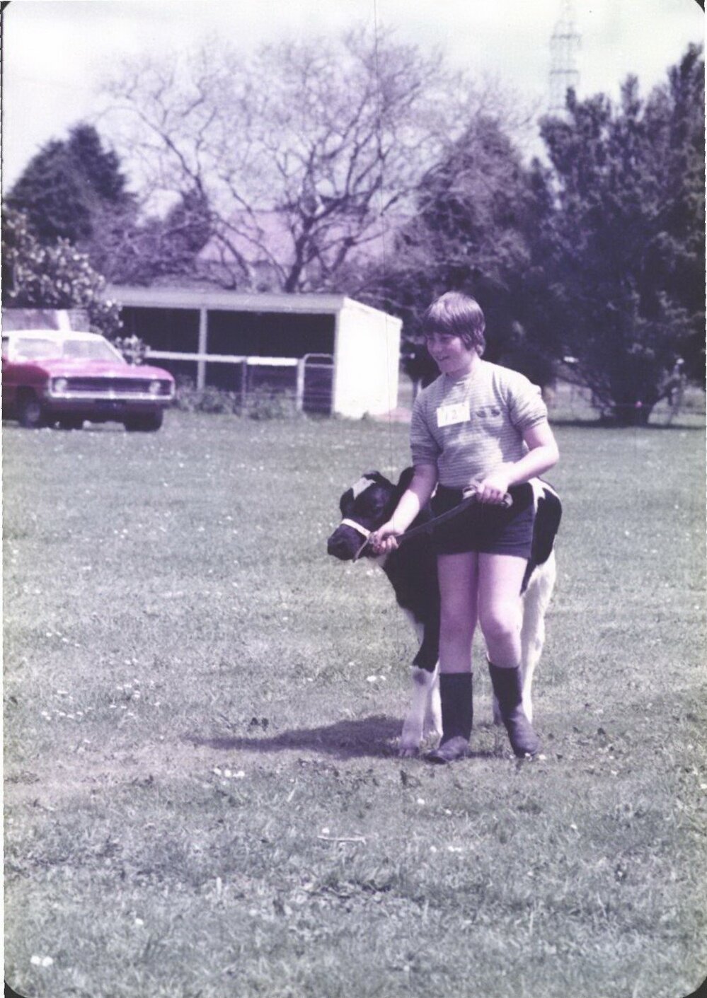 Stanley School - Calf Day - November 1984