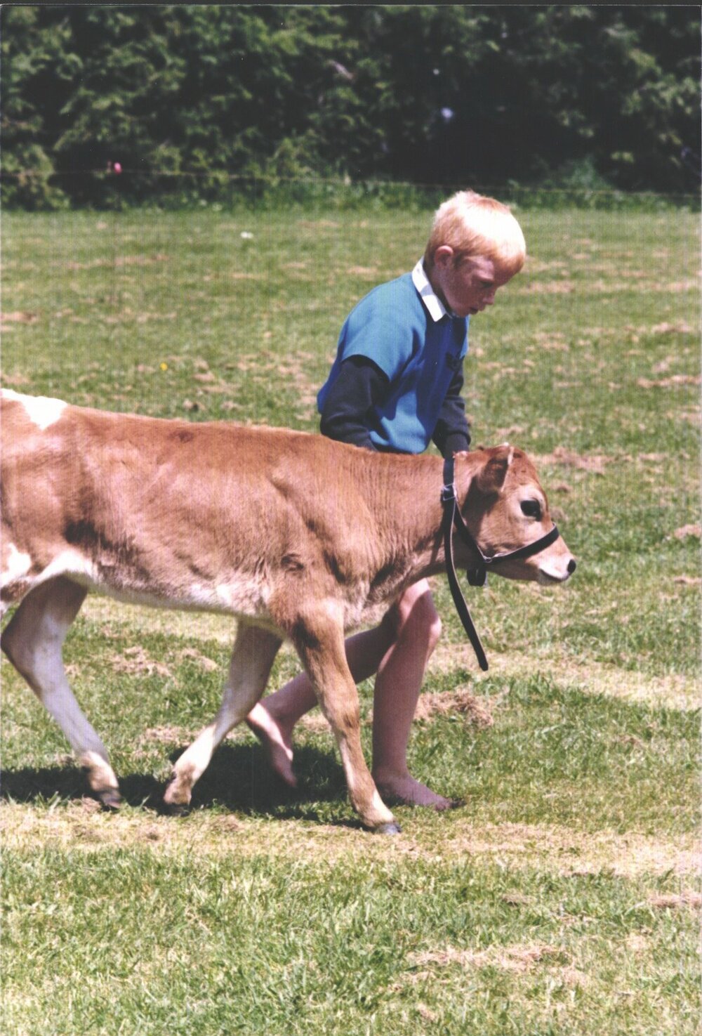 Stanley School - Calf Day - October 1986