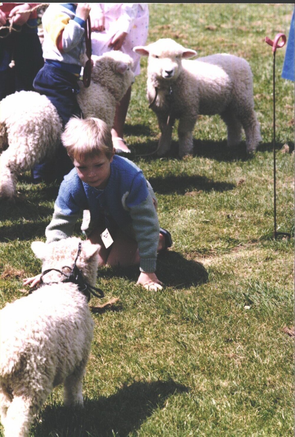 Stanley School - Calf Day - October 1986
