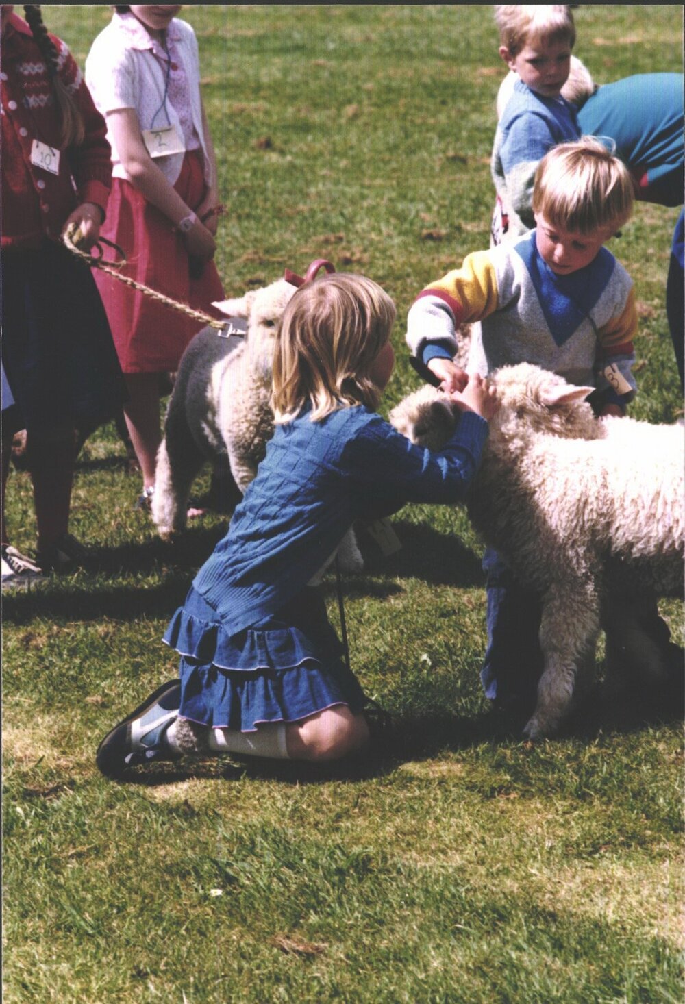 Stanley School - Calf Day - October 1986