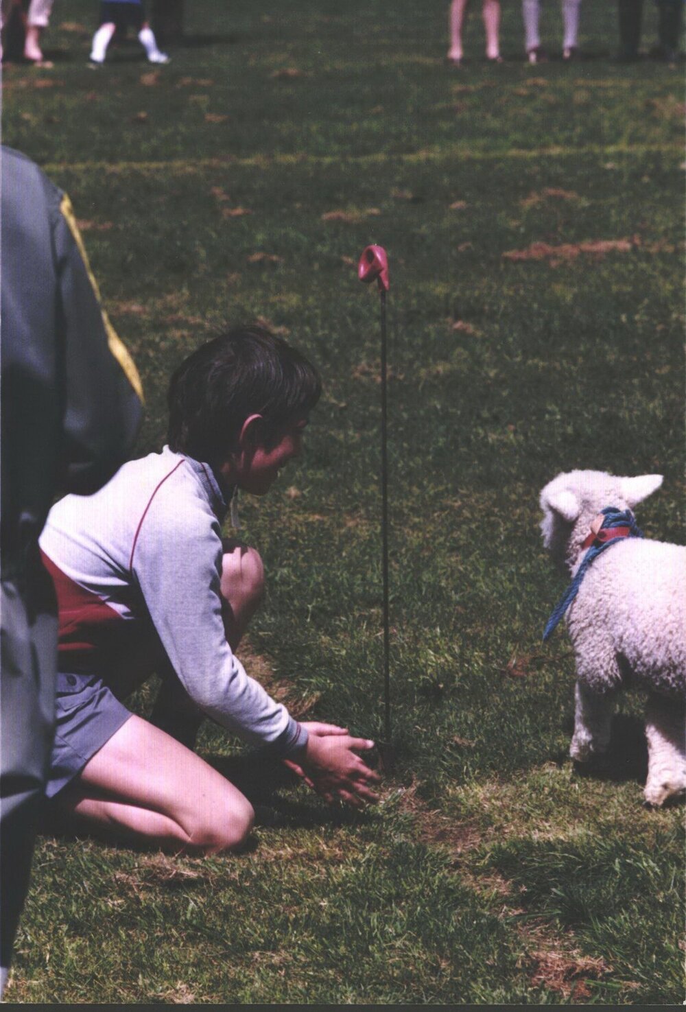 Stanley School - Calf Day - October 1986