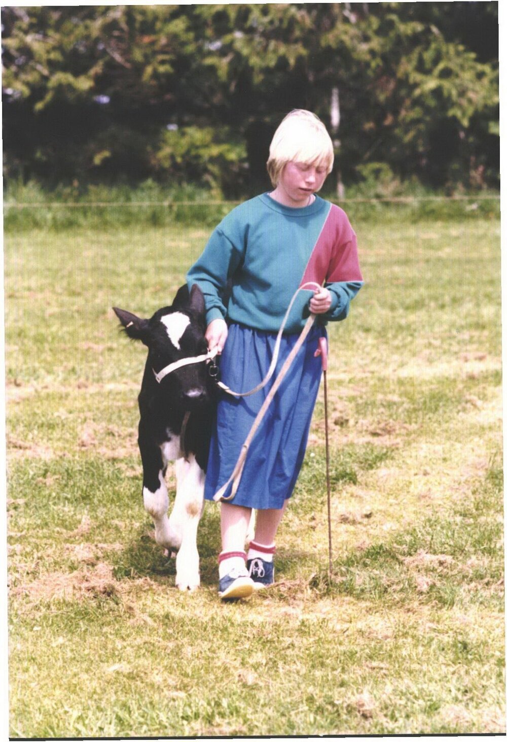 Stanley School - Calf Day - October 1986