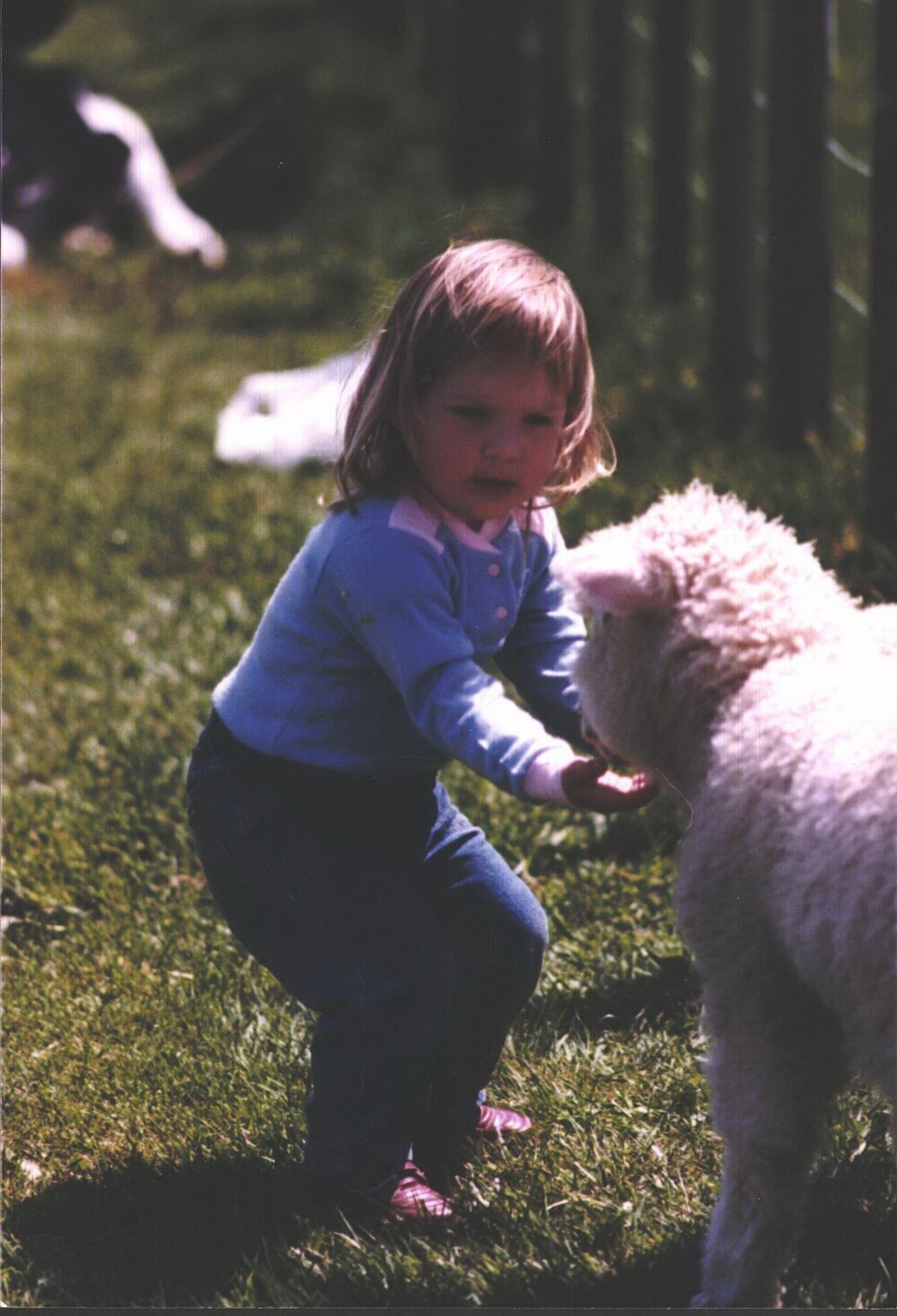 Stanley School - Calf Day - October 1986