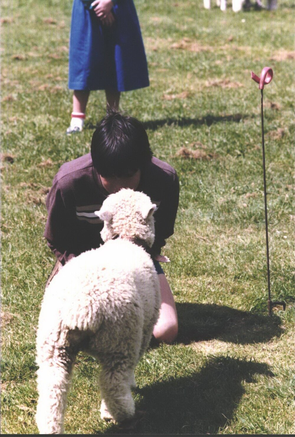 Stanley School - Calf Day - October 1986