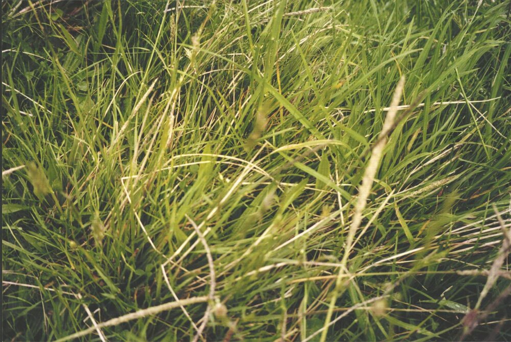 Stanley School - Wanganui Camp