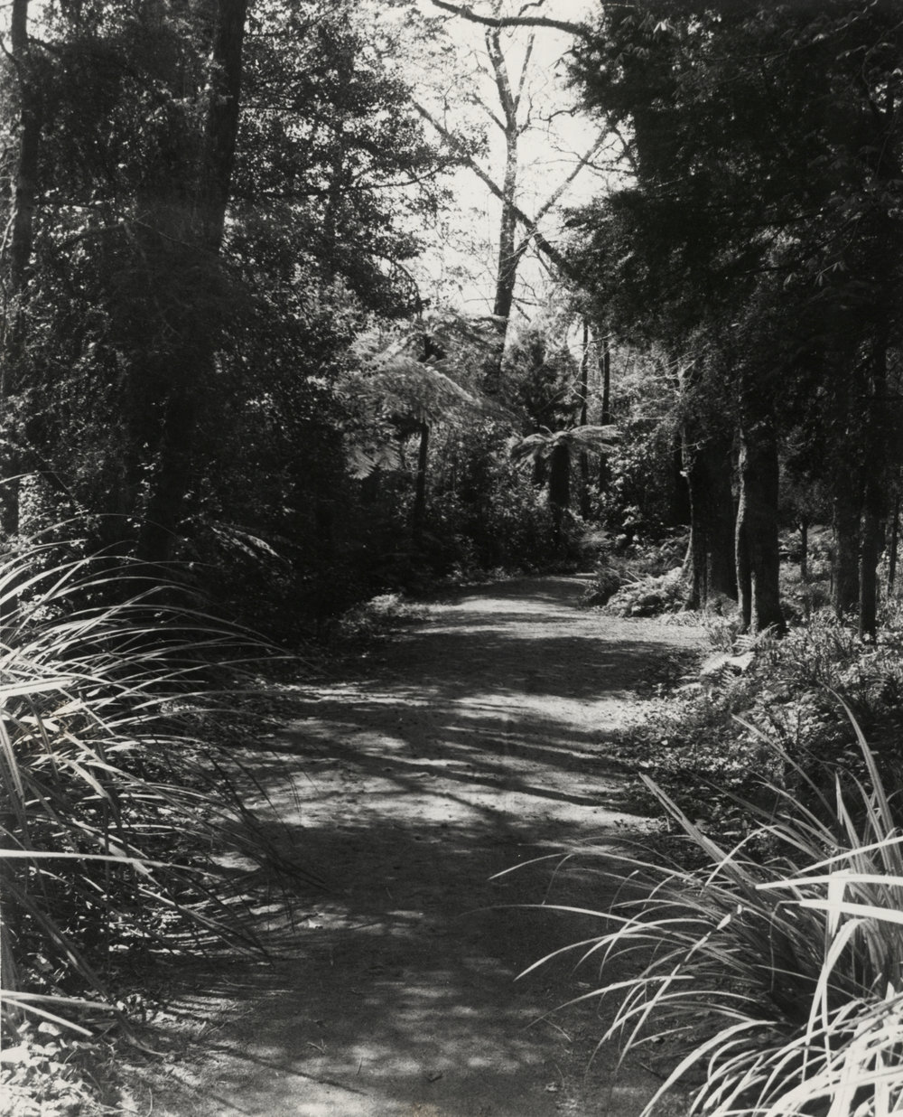 Walkways behind Rhododendron Dell.