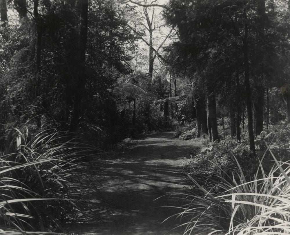 Walkways behind Rhododendron Dell.