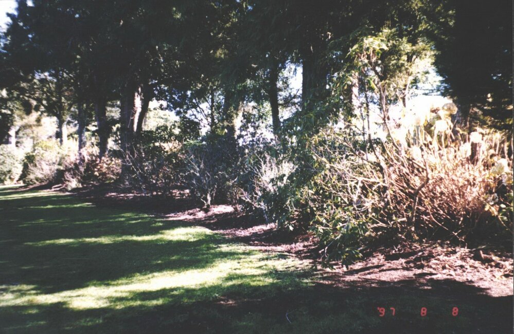 Rhododendron Dell, King Edward Park August 1997