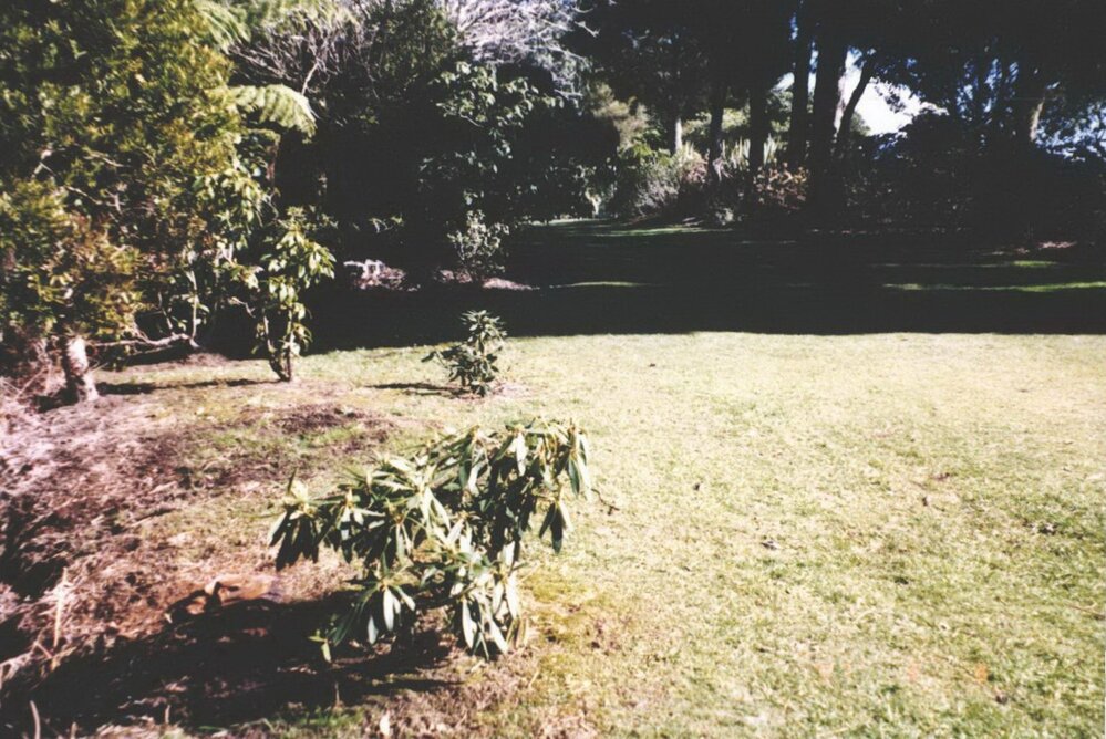 Rhododendron Dell, King Edward Park August 1997