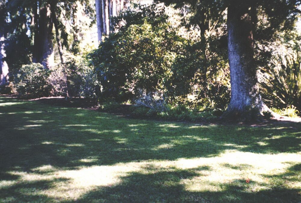 Rhododendron Dell, King Edward Park August 1997