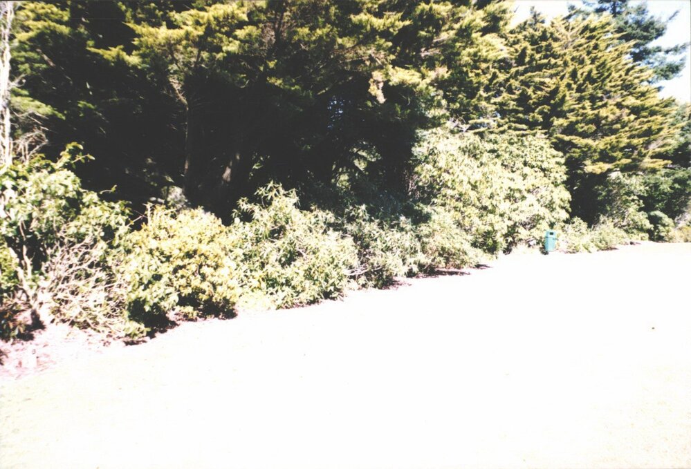 Rhododendron Dell, King Edward Park August 1997