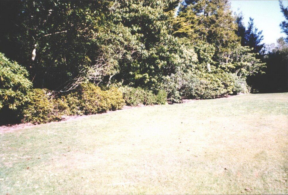 Rhododendron Dell, King Edward Park August 1997