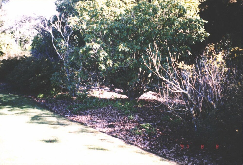 Rhododendron Dell, King Edward Park August 1997