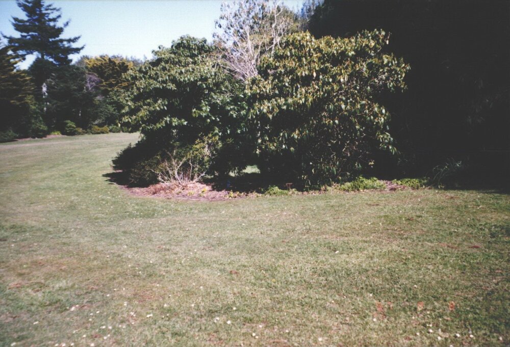 Rhododendron Dell, King Edward Park August 1997