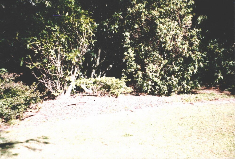 Rhododendron Dell, King Edward Park August 1997
