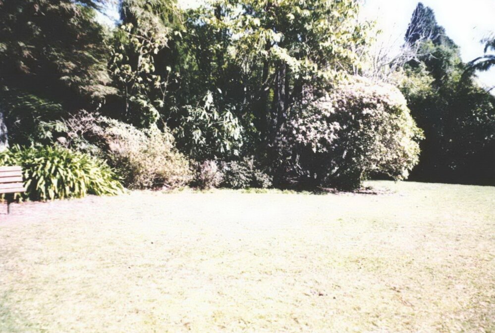 Rhododendron Dell, King Edward Park August 1997