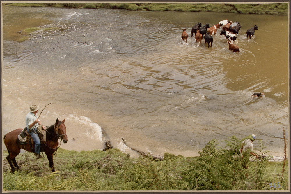 Cattle Crossing River