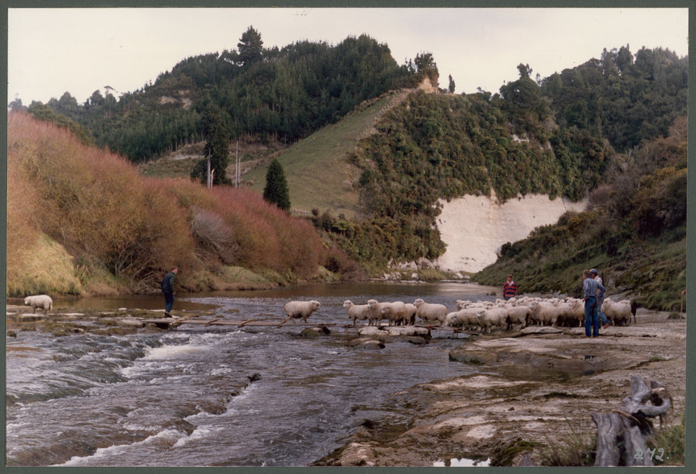 Cooper's crossing, boardwalk built for sheep. 