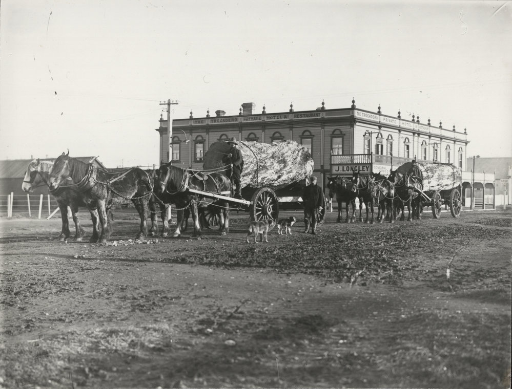 Sharrock's wagons pull logs eastwards on Regan St, 1904
