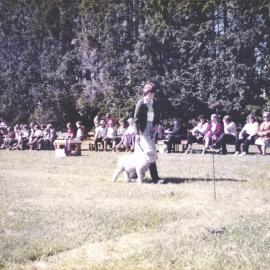 Stanley School - Calf Day - November 1984