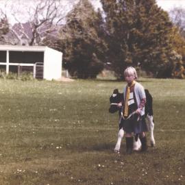 Stanley School - Calf Day - November 1984