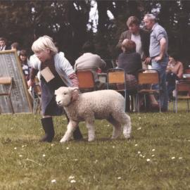 Stanley School - Calf Day - November 1984