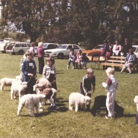 Stanley School - Calf Day - November 1984