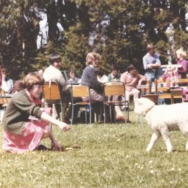 Stanley School - Calf Day - November 1984
