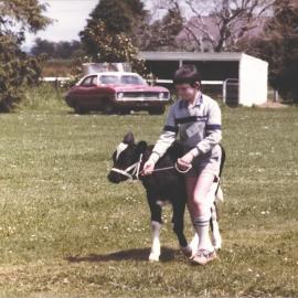 Stanley School - Calf Day - November 1984