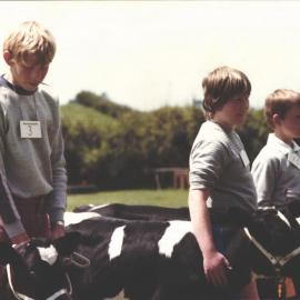 Stanley School - Calf Day - November 1984