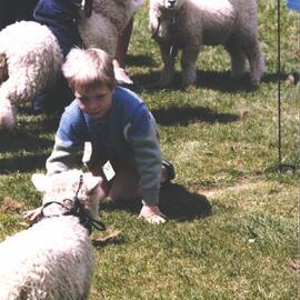 Stanley School - Calf Day - October 1986
