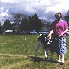 Stanley School - Calf Day - October 1986