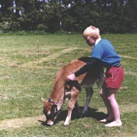 Stanley School - Calf Day - October 1986