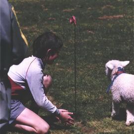 Stanley School - Calf Day - October 1986