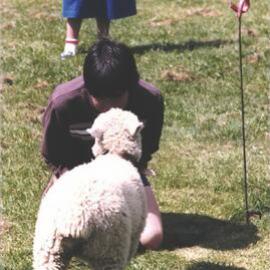 Stanley School - Calf Day - October 1986