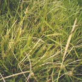 Stanley School - Wanganui Camp