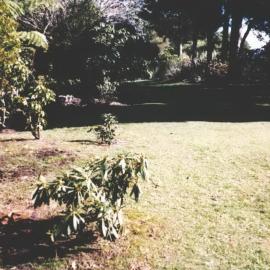 Rhododendron Dell, King Edward Park August 1997