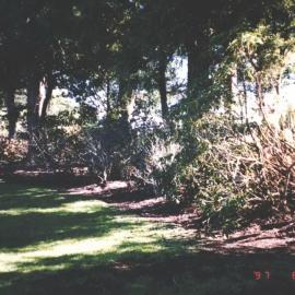 Rhododendron Dell, King Edward Park August 1997